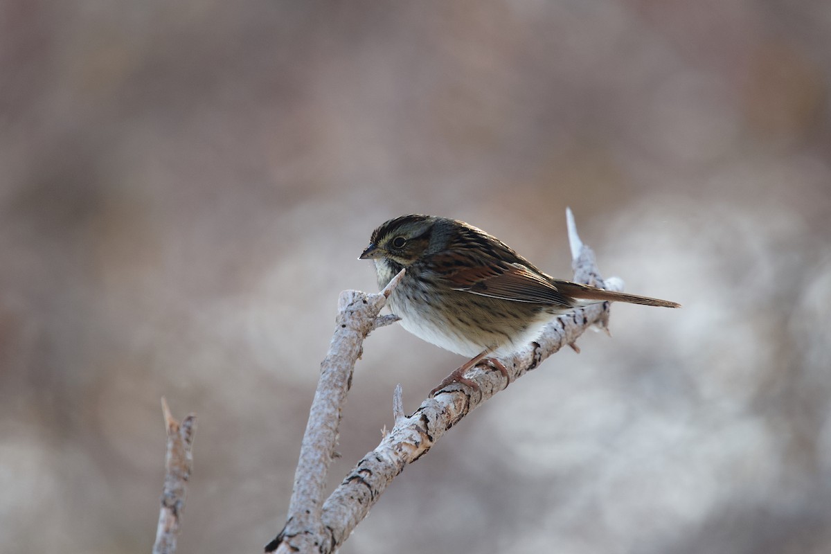 ヌマウタスズメ - ML649242544