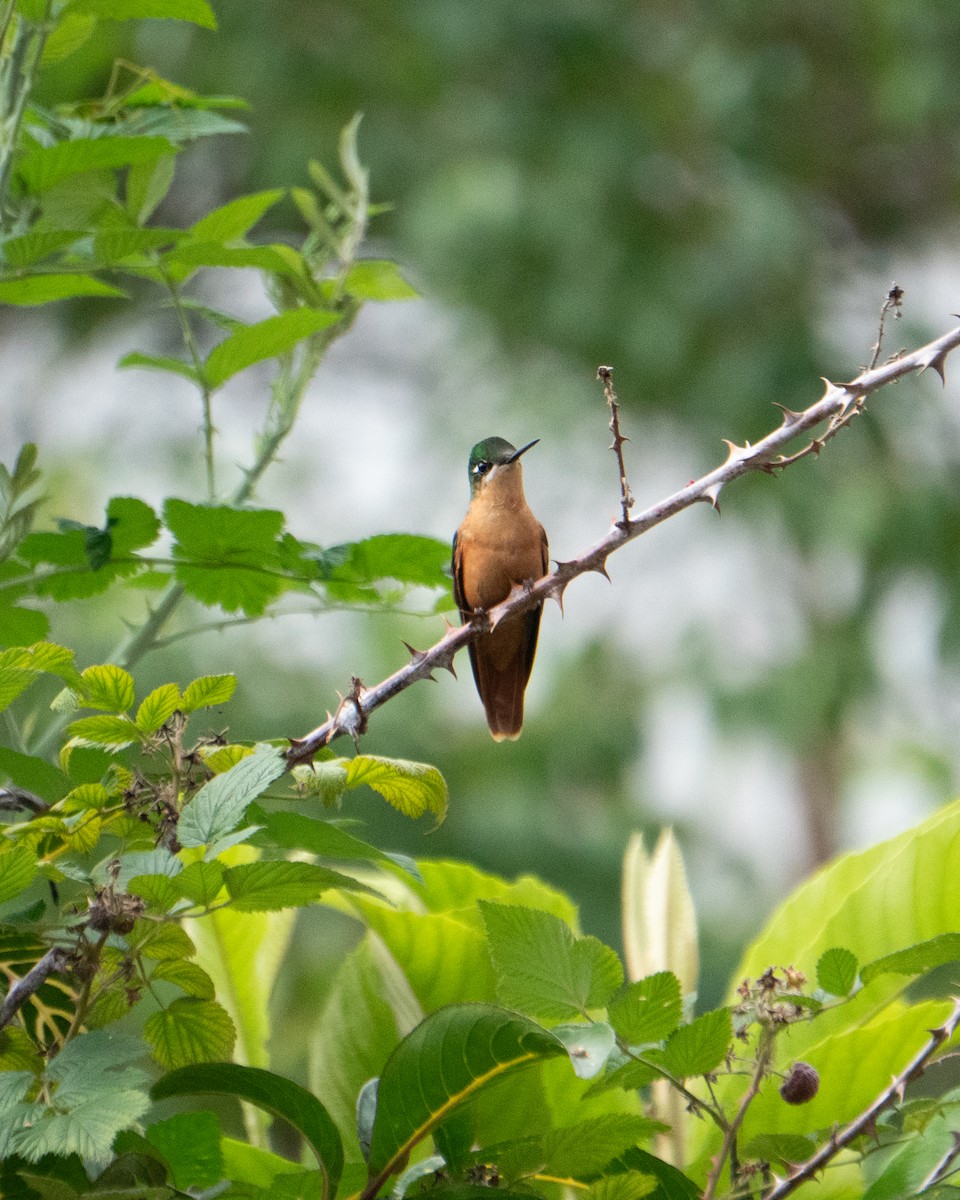 Brazilian Ruby - ML649242546
