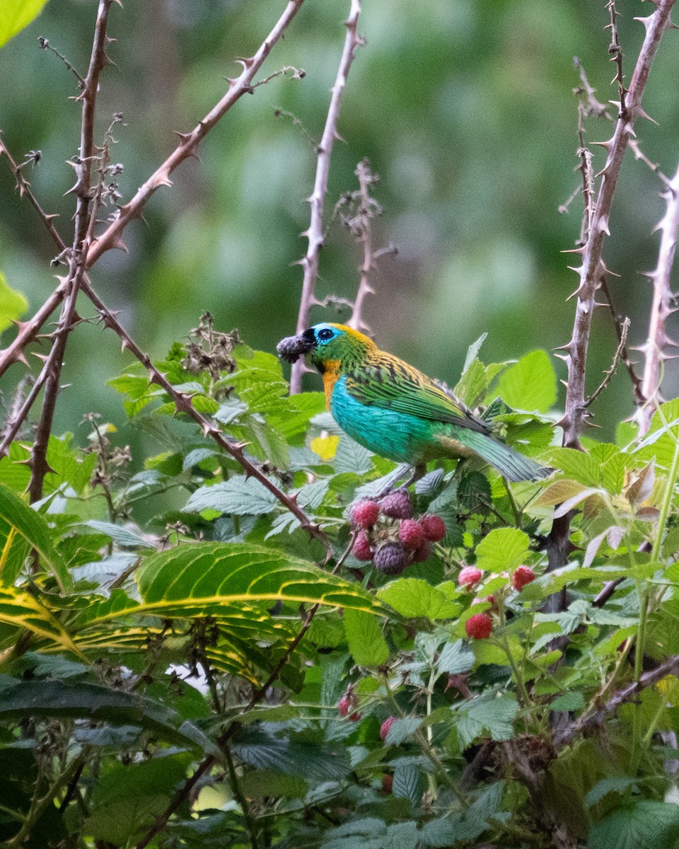 Brassy-breasted Tanager - ML649242548