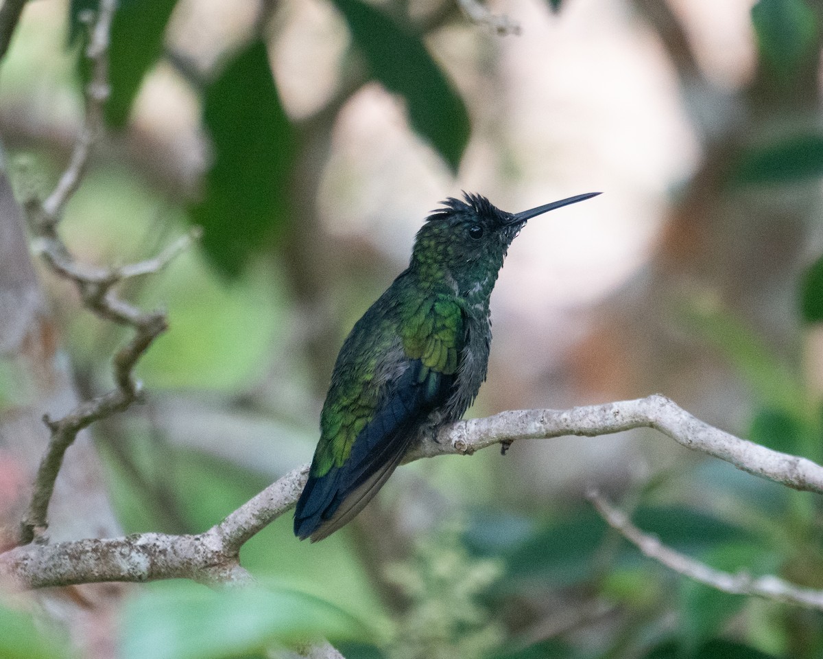 Violet-capped Woodnymph - ML649242552