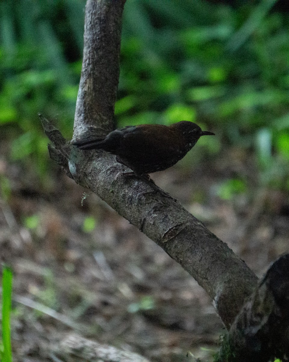 Sharp-tailed Streamcreeper - ML649242555