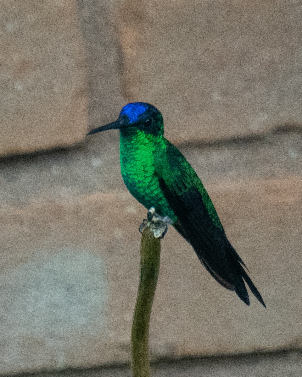 Violet-capped Woodnymph - ML649242559