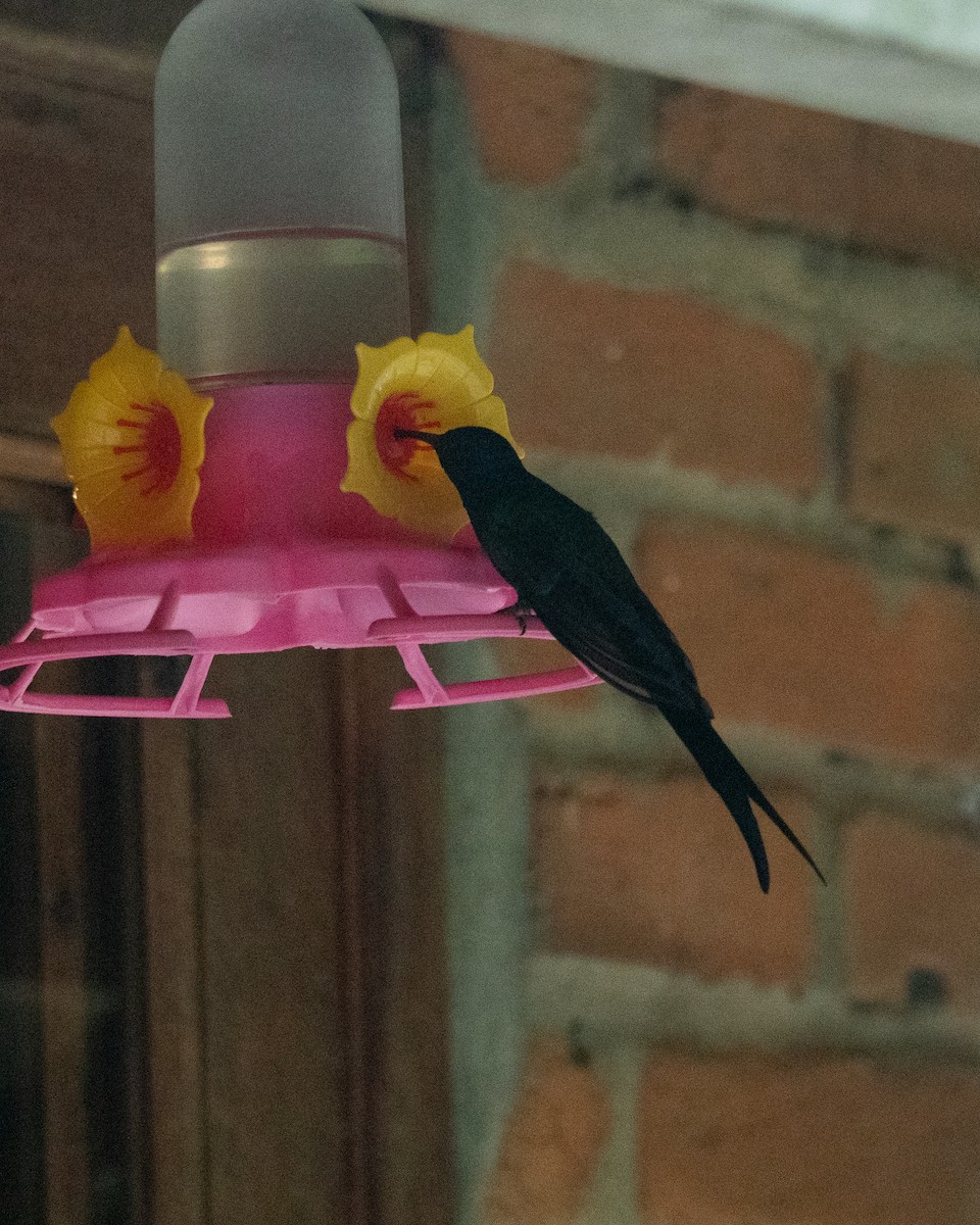 Swallow-tailed Hummingbird - ML649242560