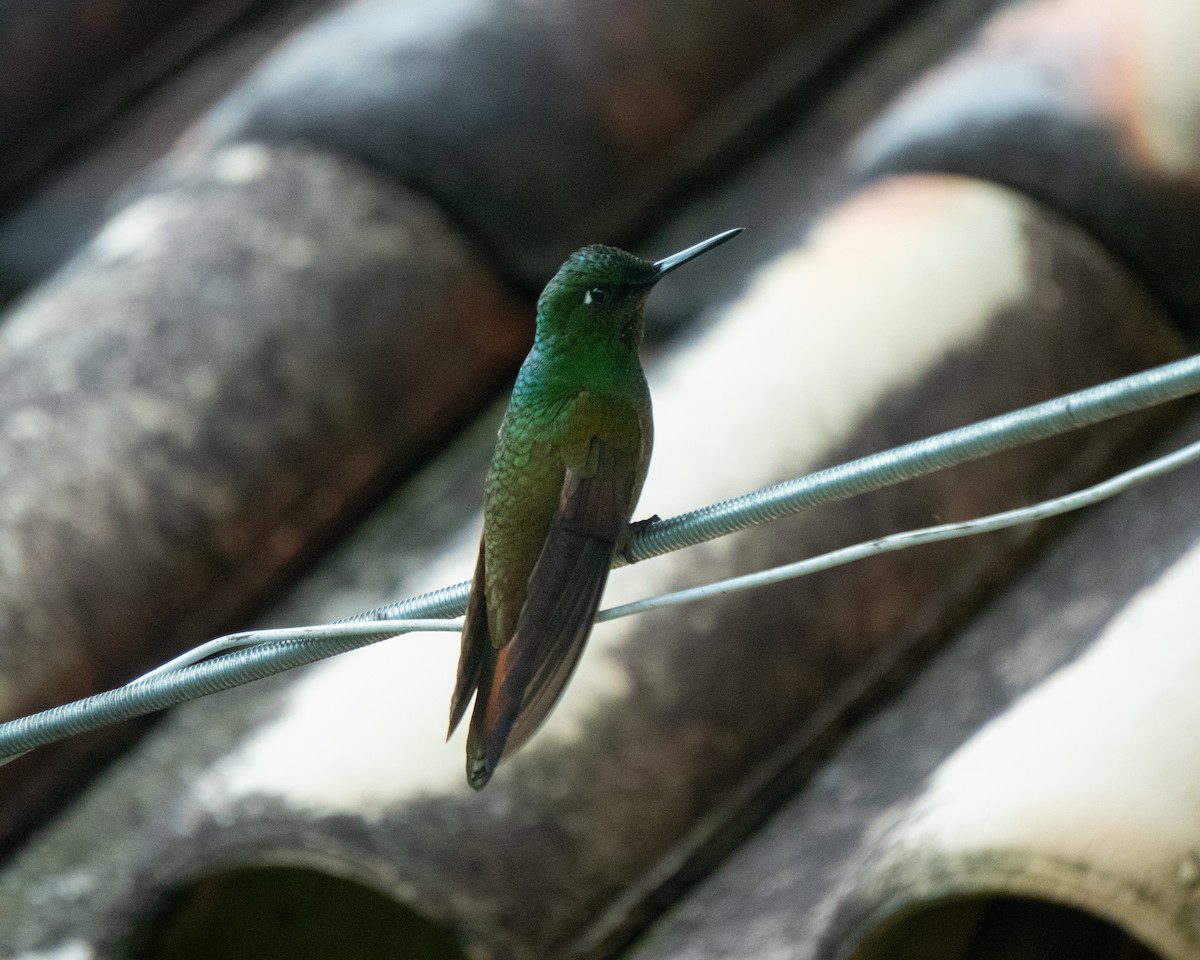 Brazilian Ruby - ML649242563