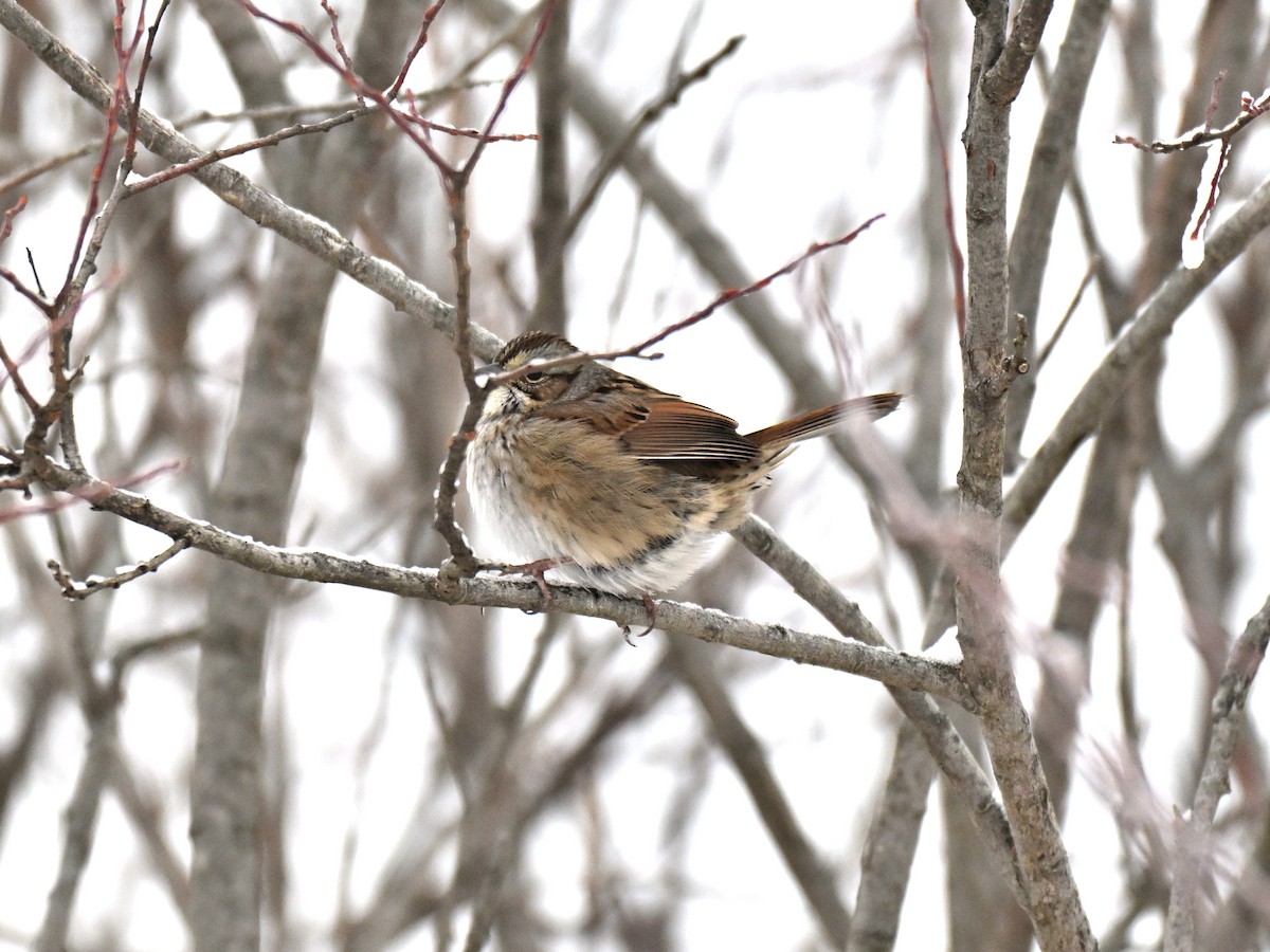 Swamp Sparrow - Mark Morse