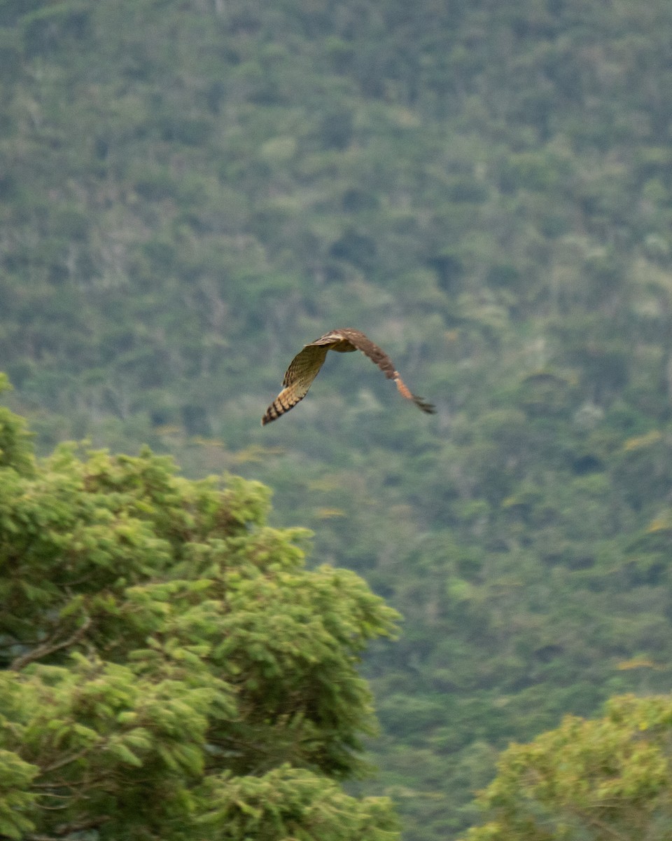 Roadside Hawk - ML649242581