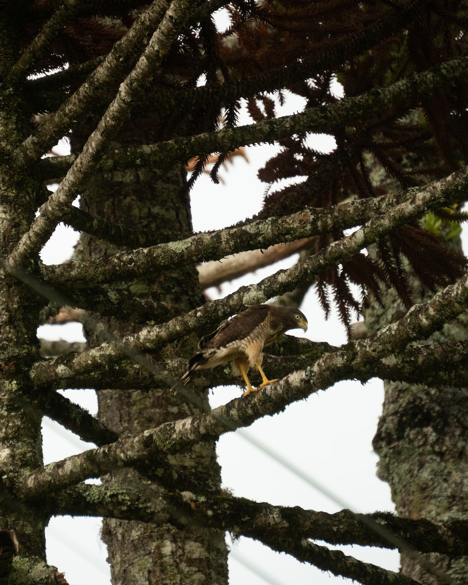 Roadside Hawk - Filipe Prates