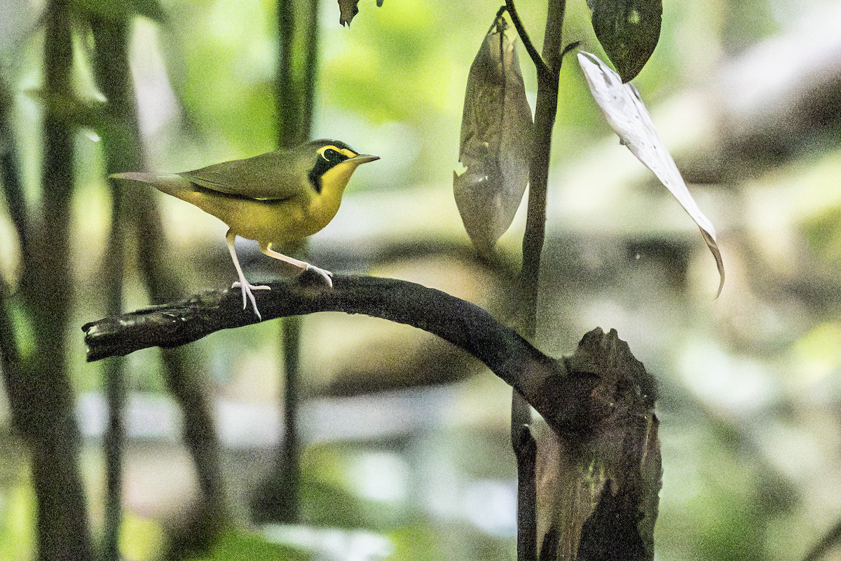 Kentucky Warbler - ML649242589