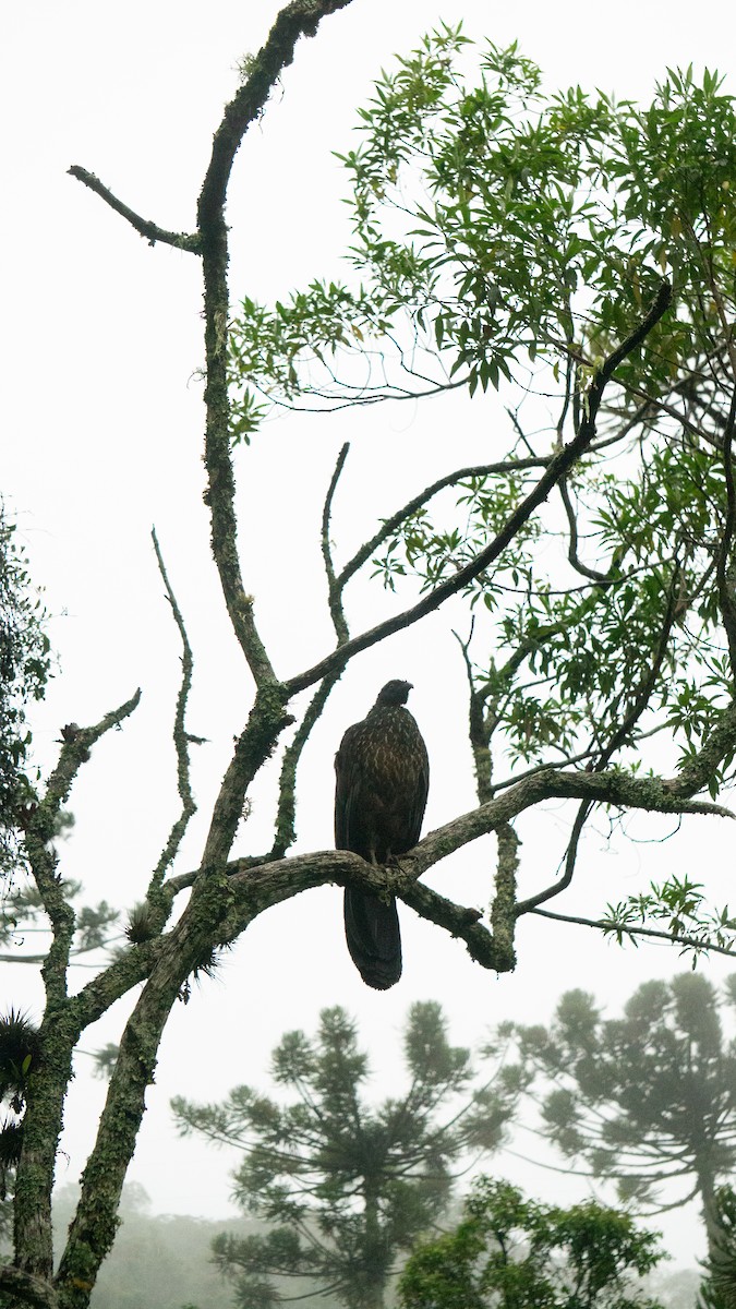 Dusky-legged Guan - ML649242622