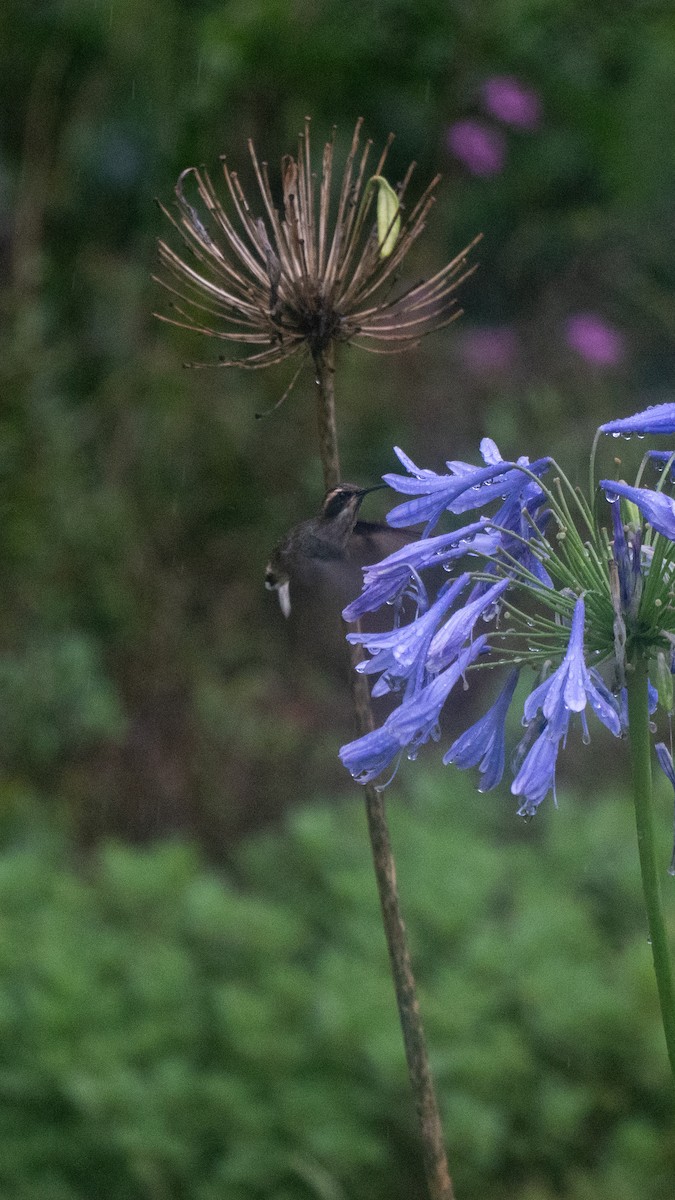 Scale-throated Hermit - ML649242683
