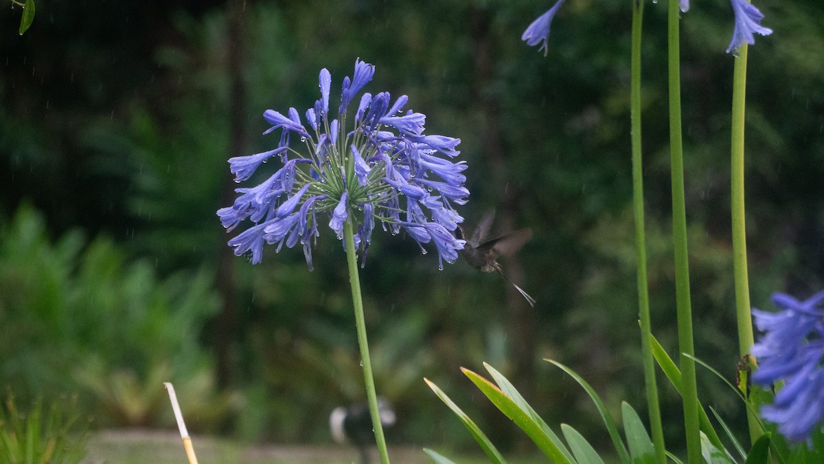 Scale-throated Hermit - ML649242685