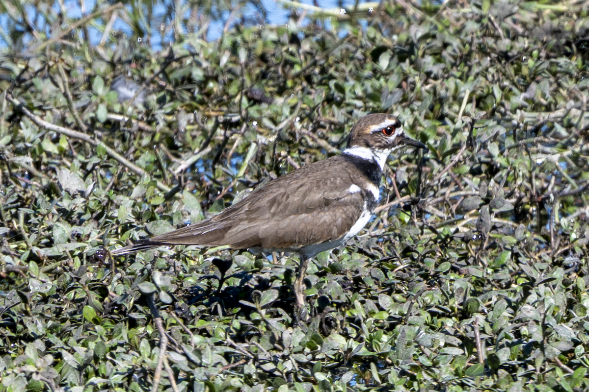 フタオビチドリ - ML649242731