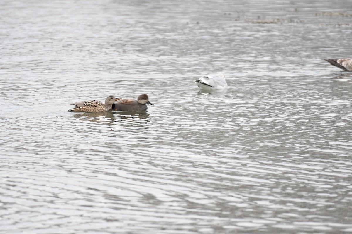 オカヨシガモ - ML649242732