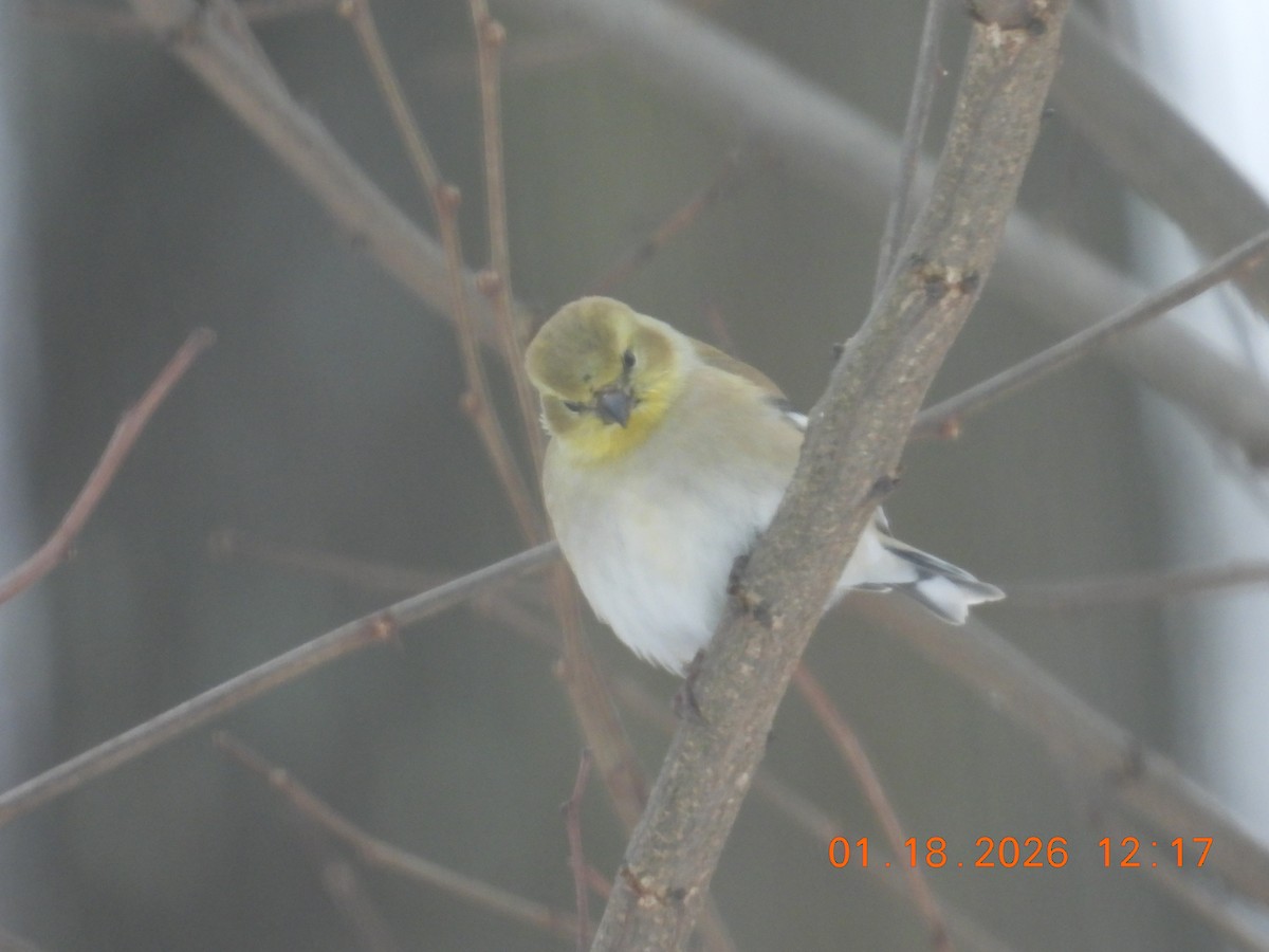 オウゴンヒワ - ML649242733