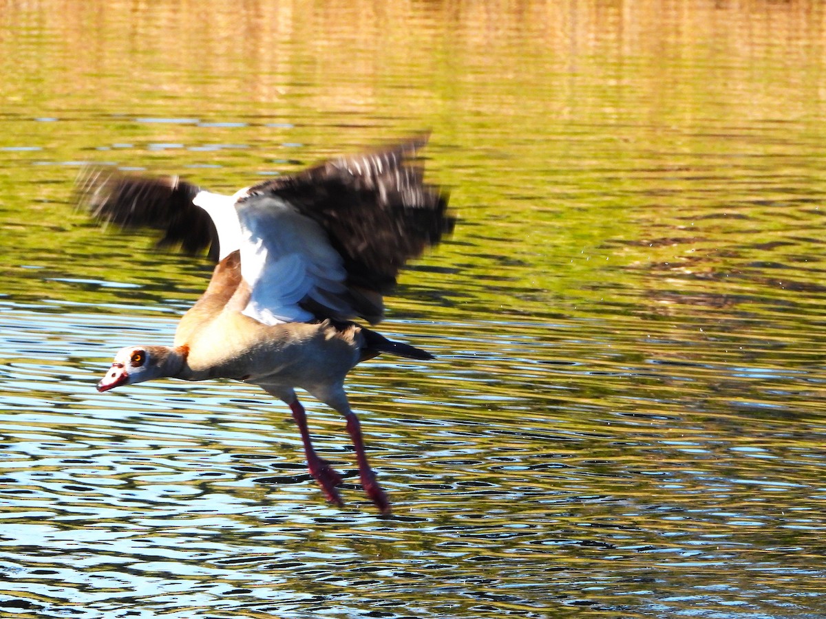 エジプトガン - ML649242736