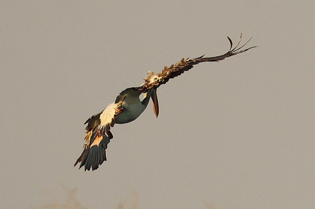 インドトキコウ - ML649242737