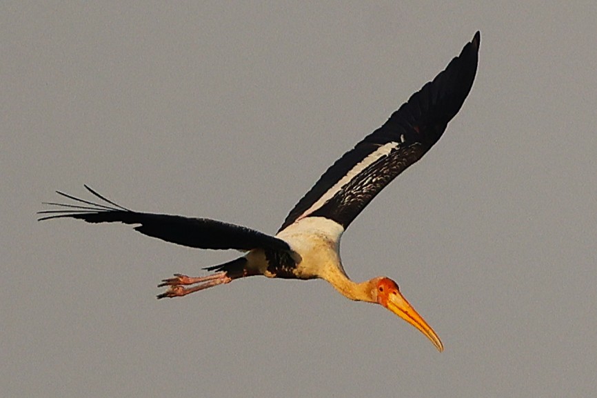 インドトキコウ - ML649242738