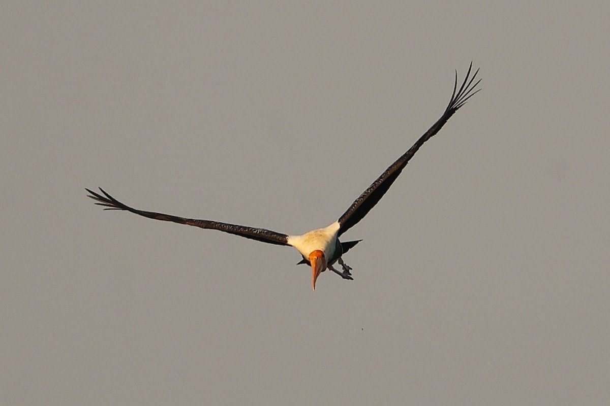 Painted Stork - Manohar Cuduvally