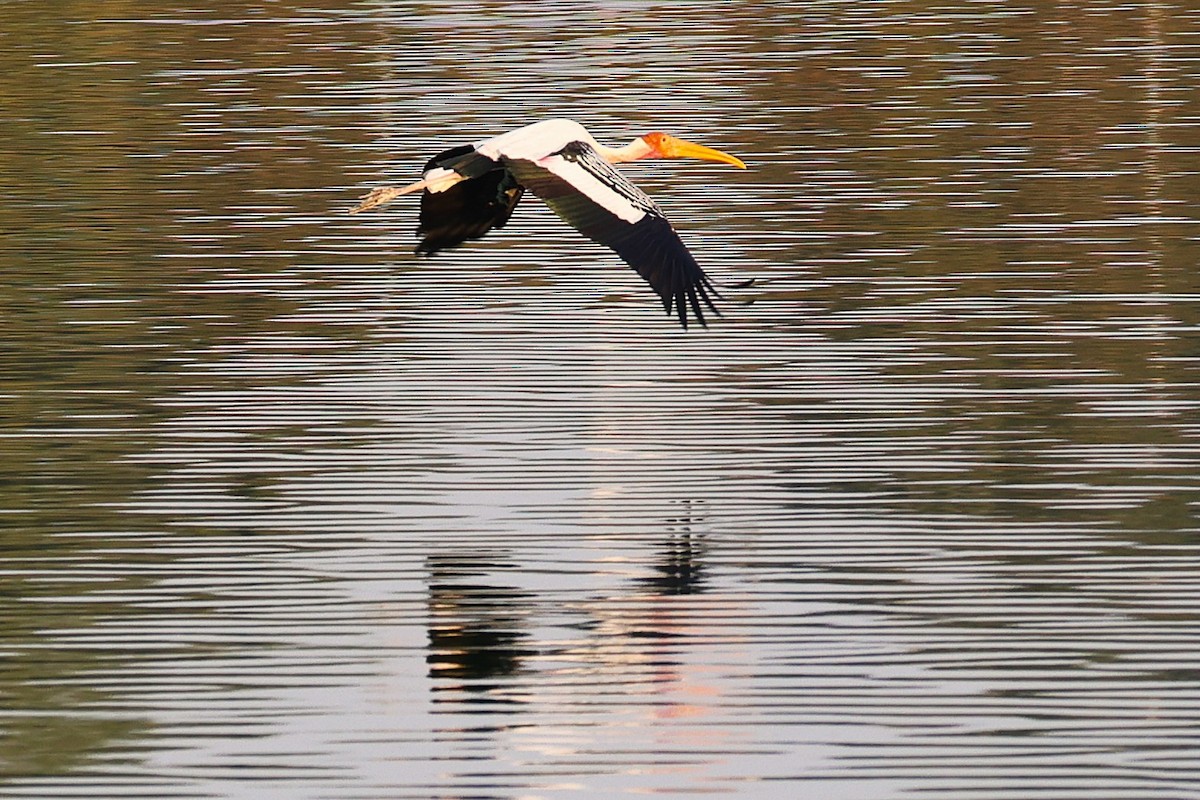 インドトキコウ - ML649242742