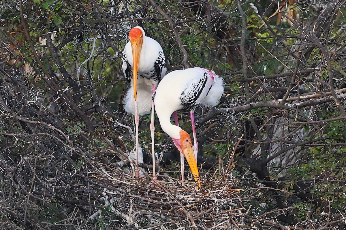 Painted Stork - Manohar Cuduvally