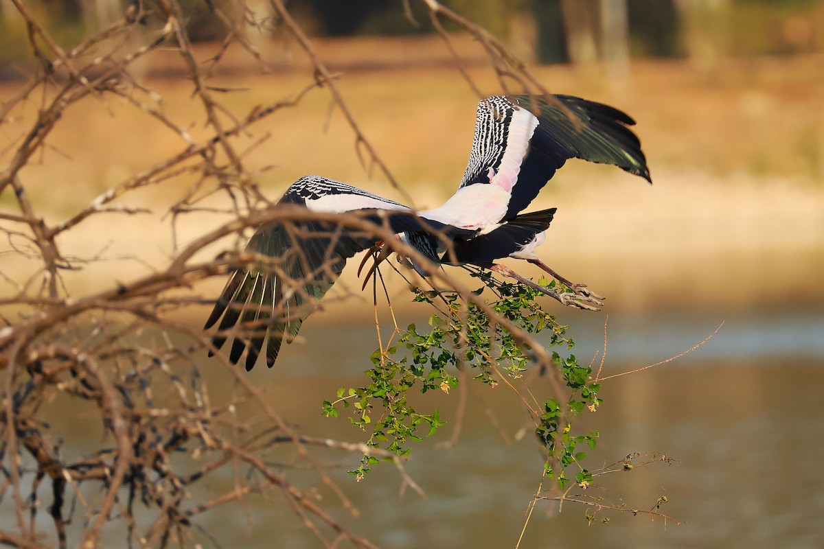 インドトキコウ - ML649242744