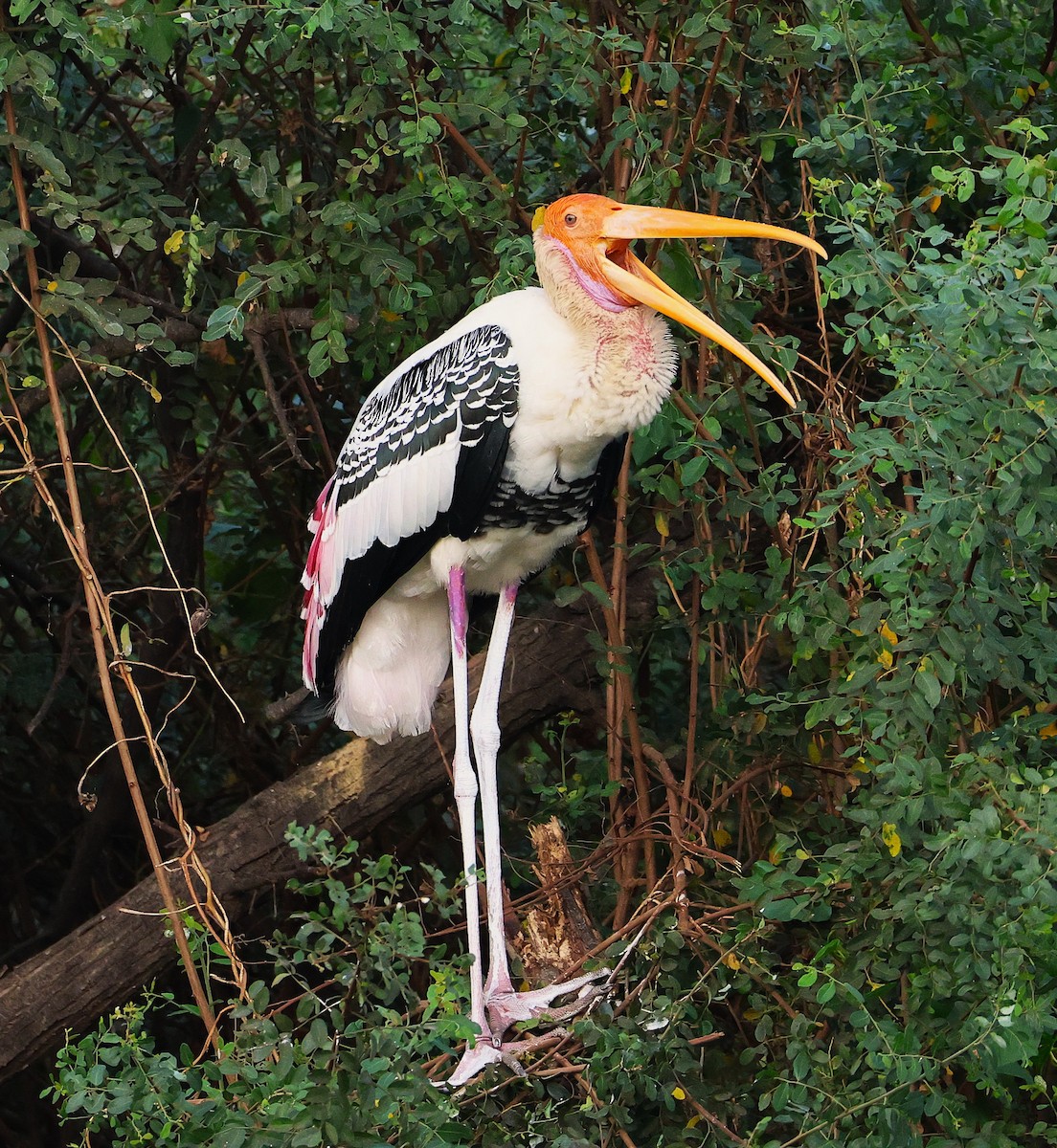 Painted Stork - Manohar Cuduvally