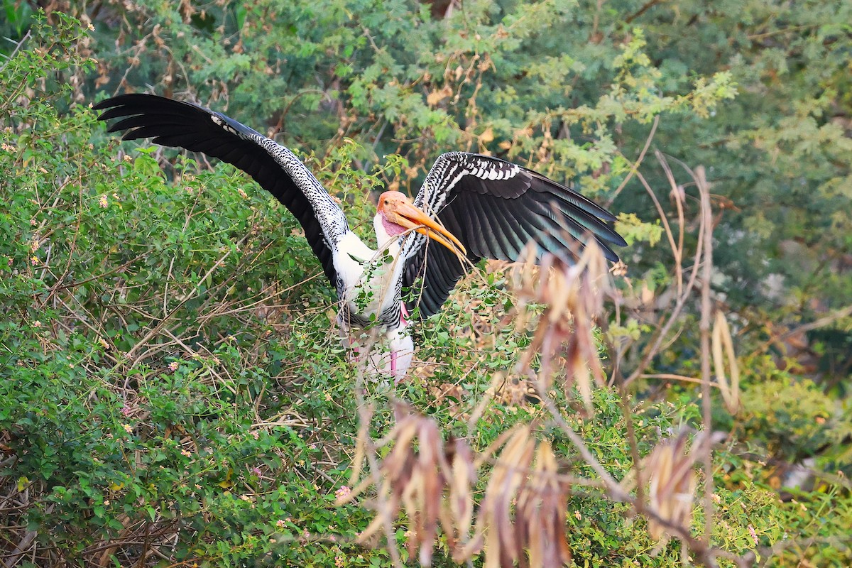 インドトキコウ - ML649242747