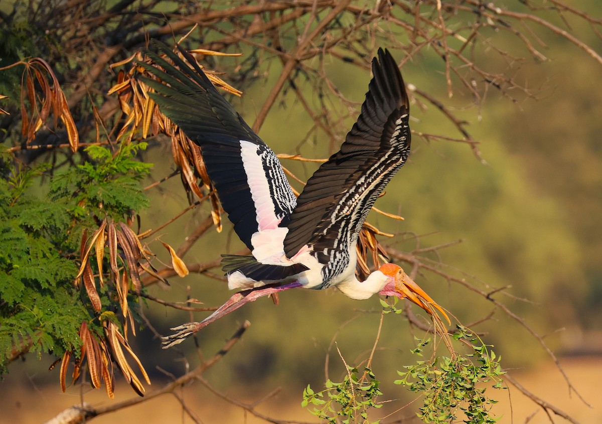 インドトキコウ - ML649242748