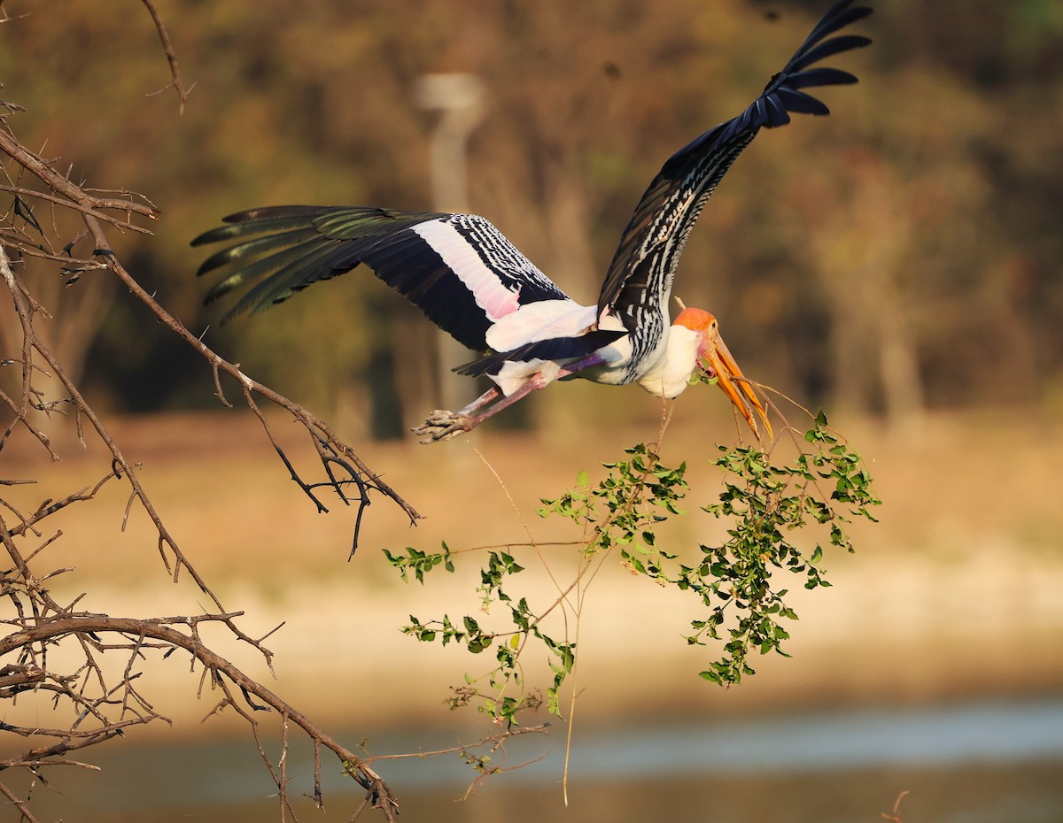 インドトキコウ - ML649242749