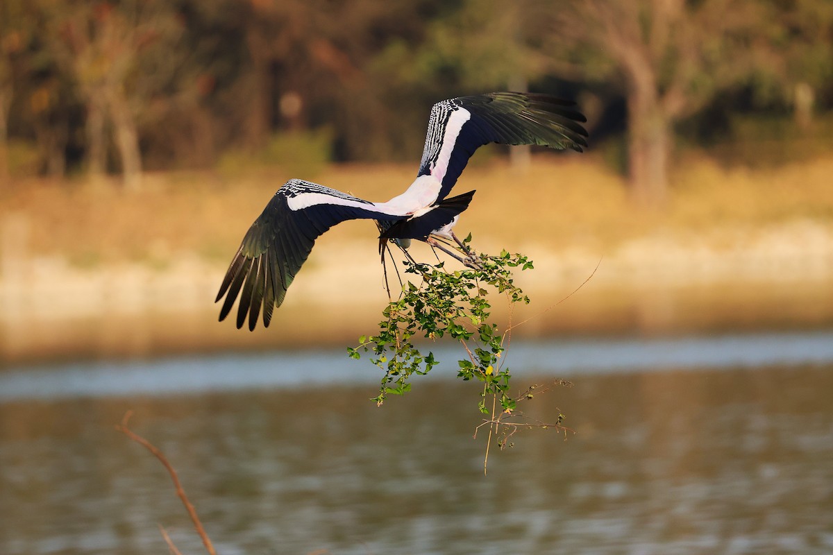 インドトキコウ - ML649242750
