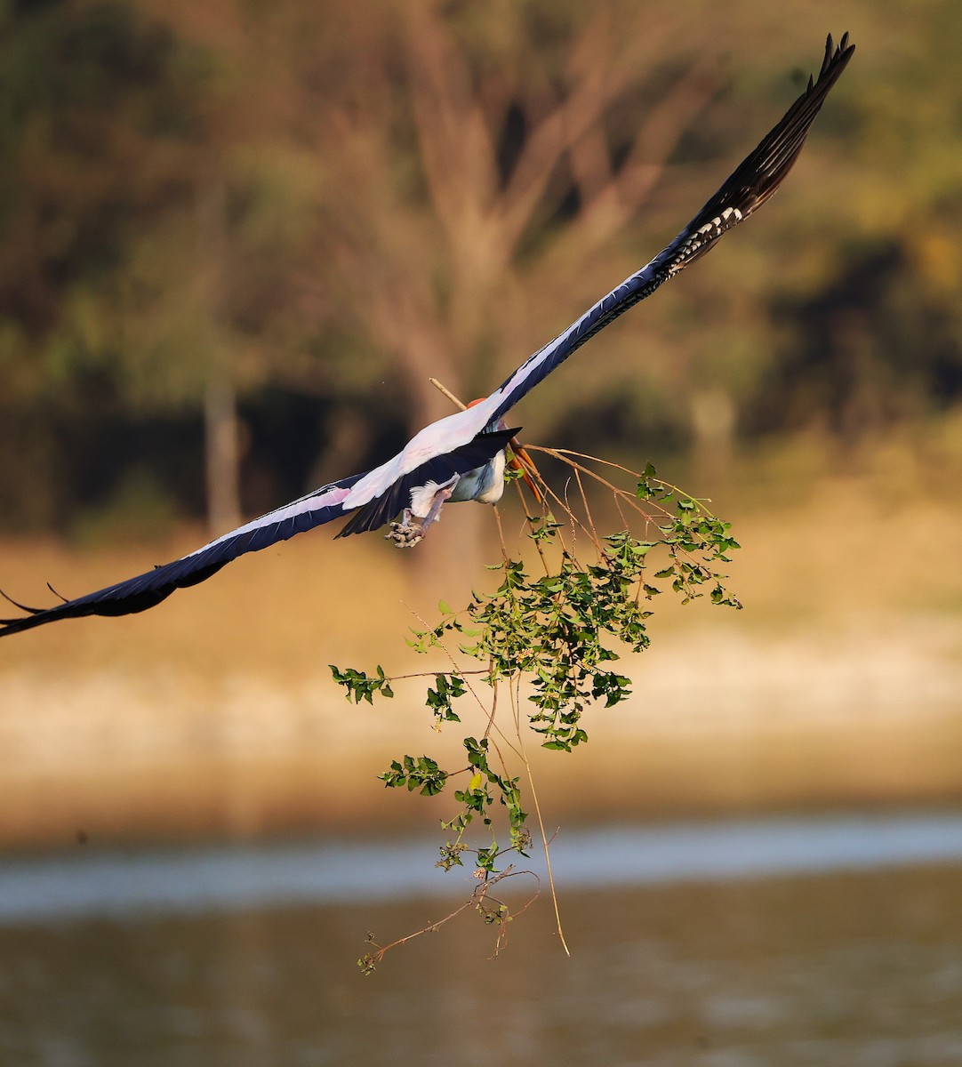 インドトキコウ - ML649242751