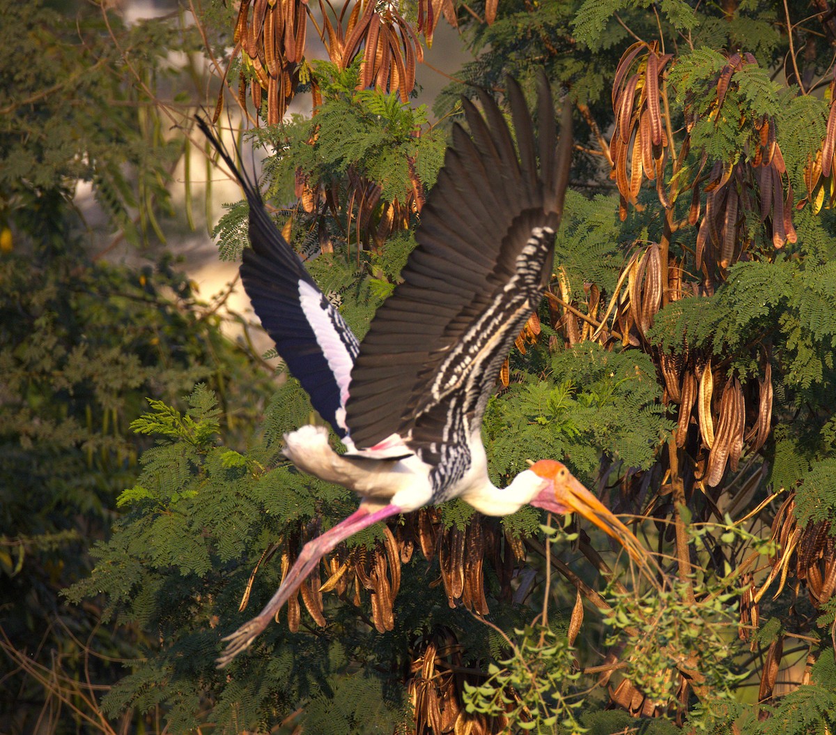 Painted Stork - Manohar Cuduvally