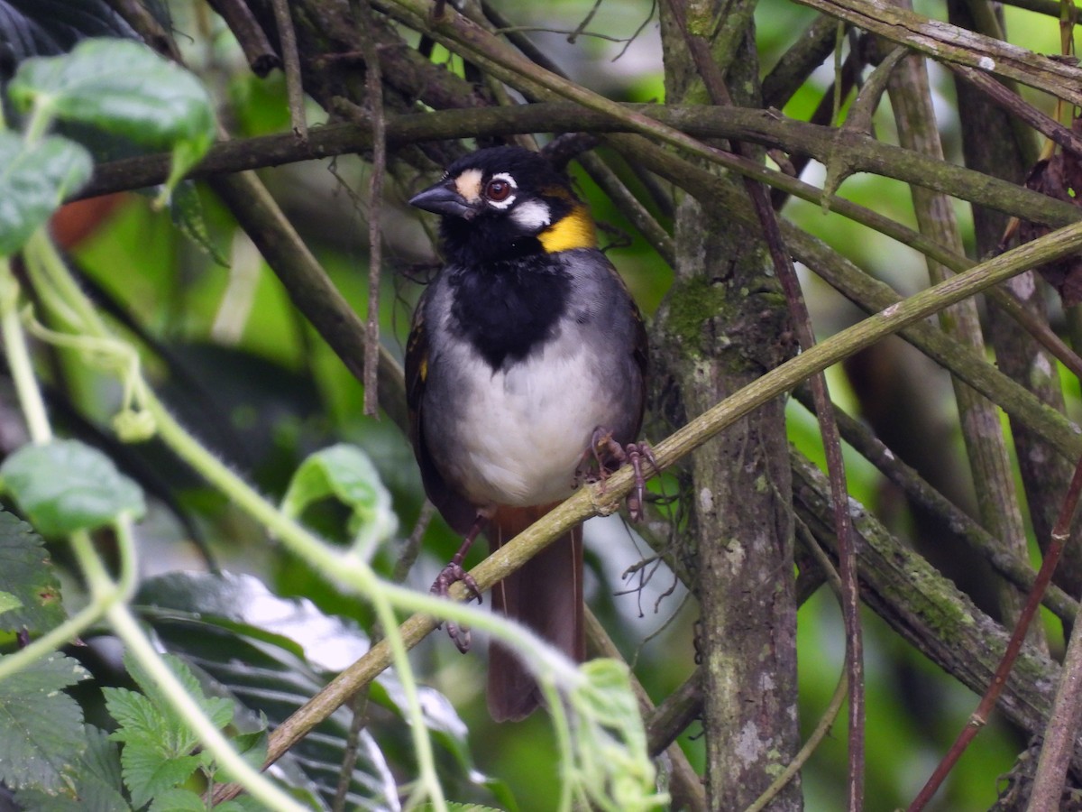 White-eared Ground-Sparrow - ML649242757