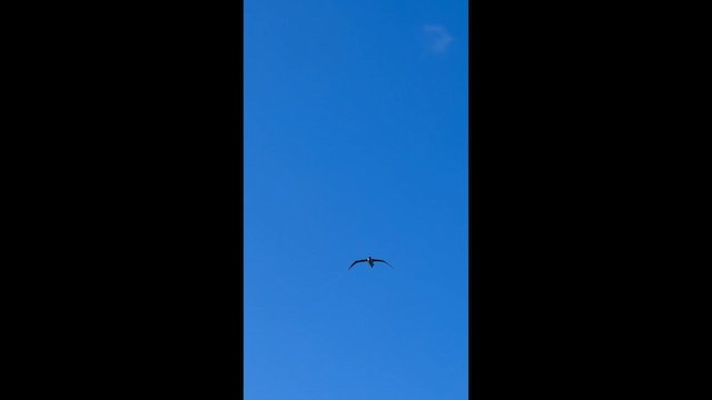 コアホウドリ - ML649242759