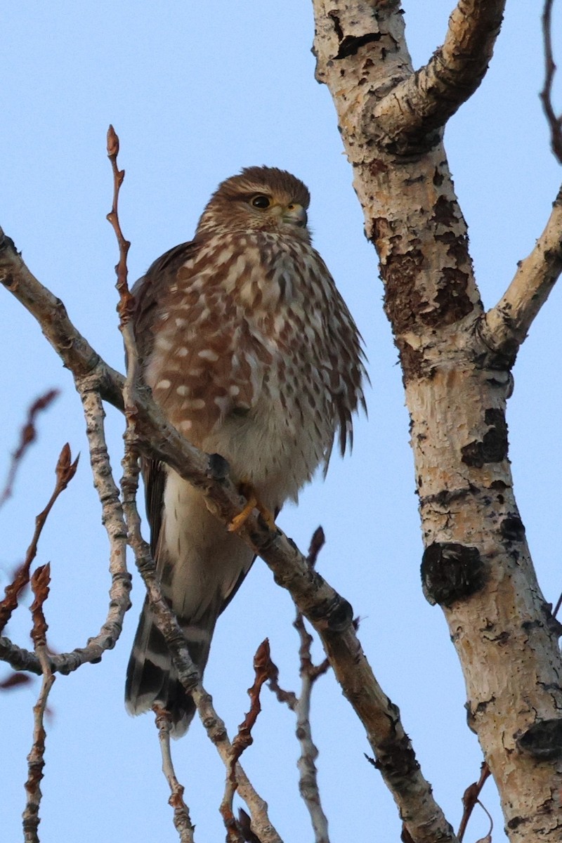 コチョウゲンボウ - ML649242781