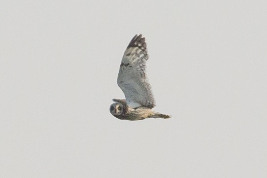 Short-eared Owl - Vincent Fyson