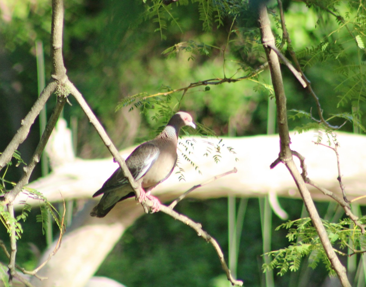 holub pikazuro - ML649242858