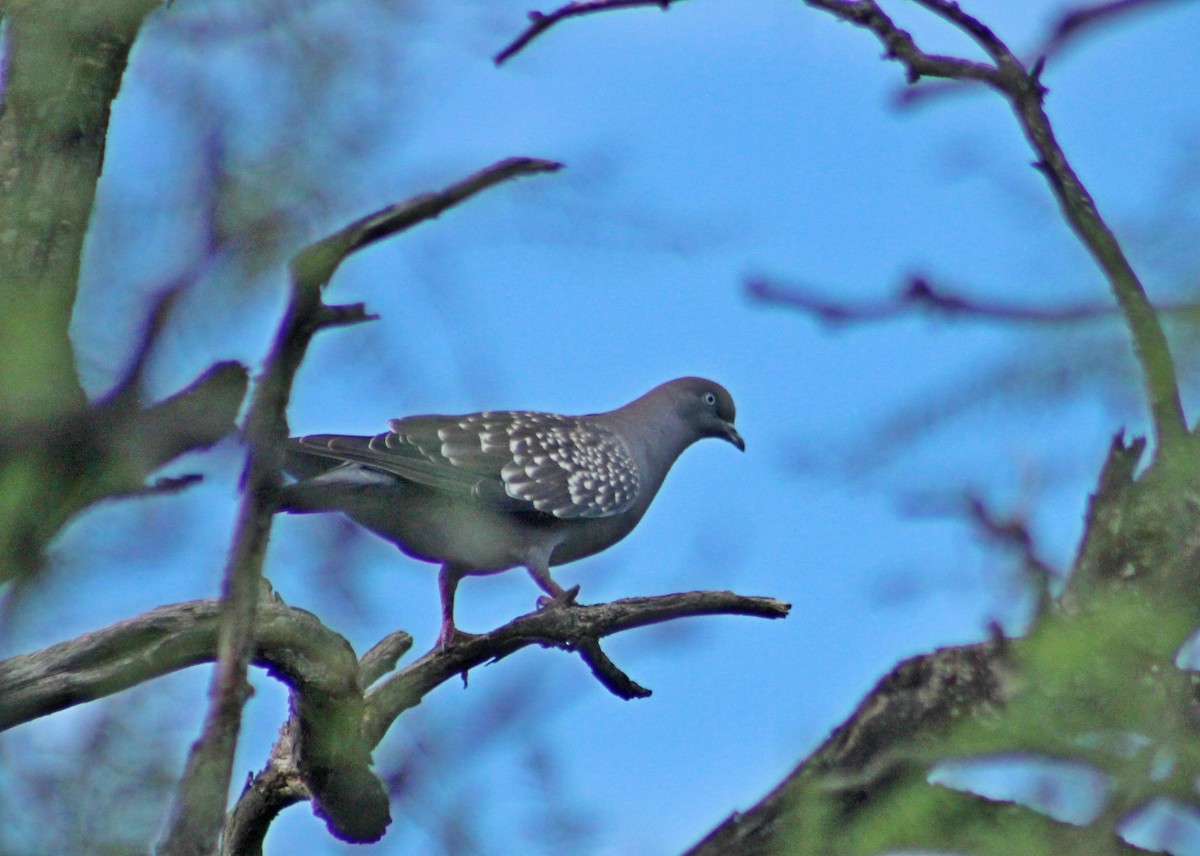 holub skvrnokřídlý - ML649242870