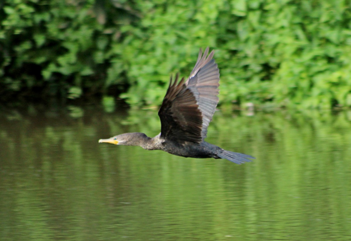 kormorán neotropický - ML649242896