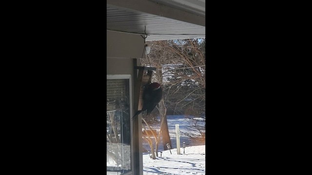 Хохлатая желна - ML649242912