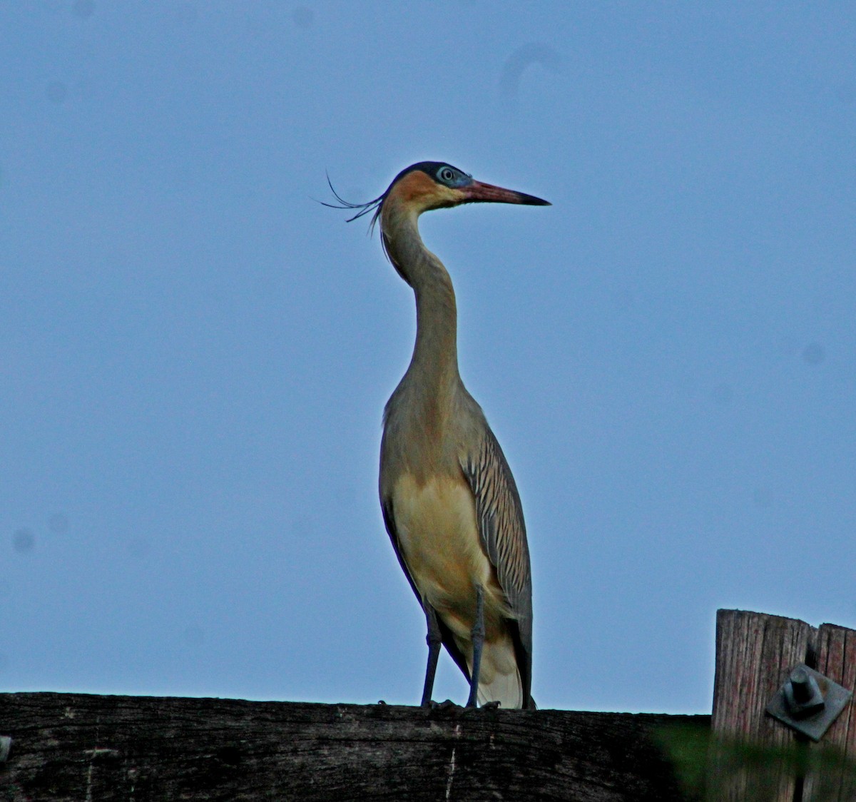 volavka hvízdavá - ML649242937