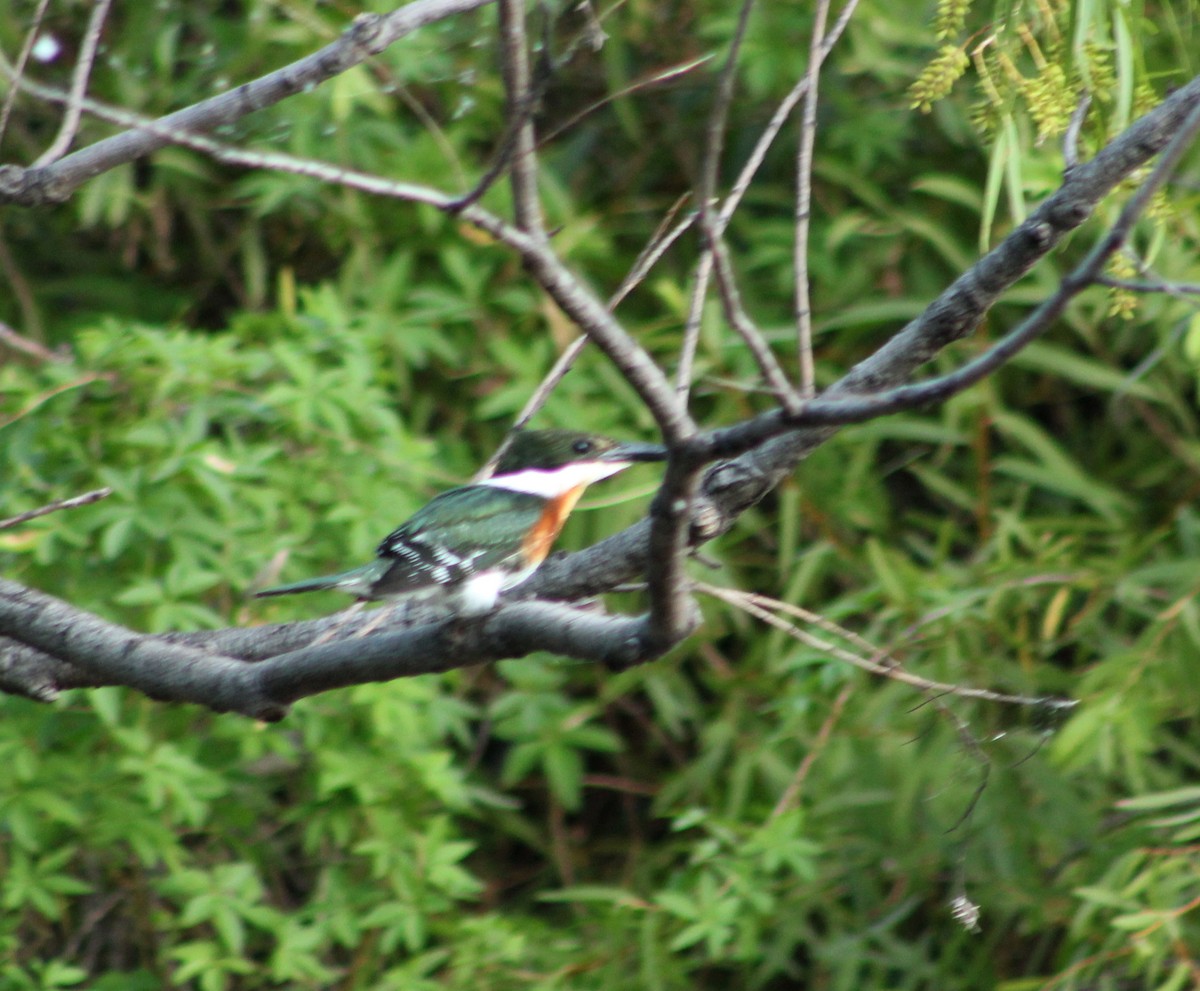 rybařík zelený - ML649242985