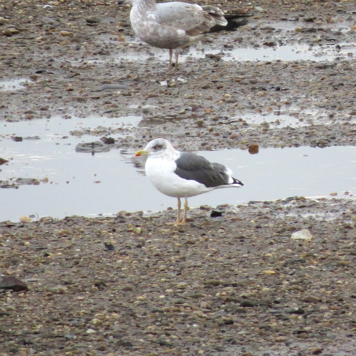 Lesser Black-backed Gull - ML649243014