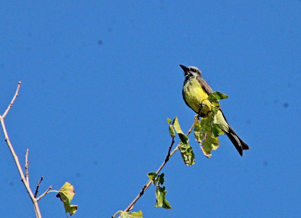 Tropical Kingbird - ML649243053