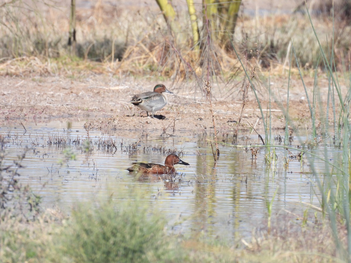 Cinnamon Teal - ML649243122