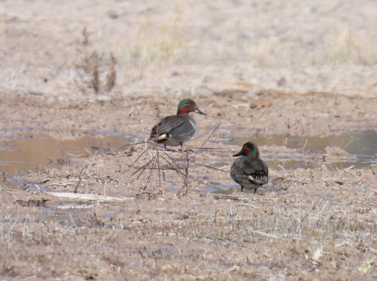 Green-winged Teal - ML649243164