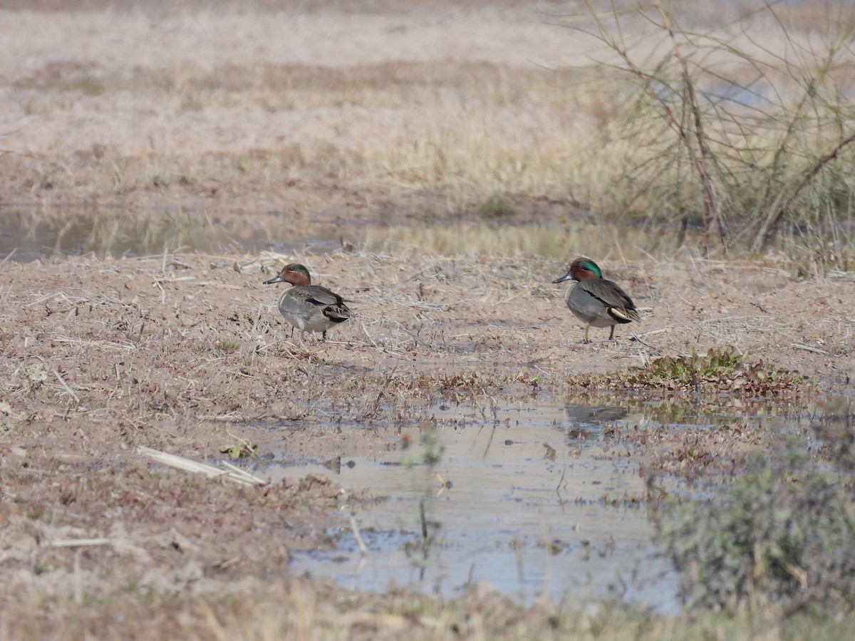 Green-winged Teal - ML649243165