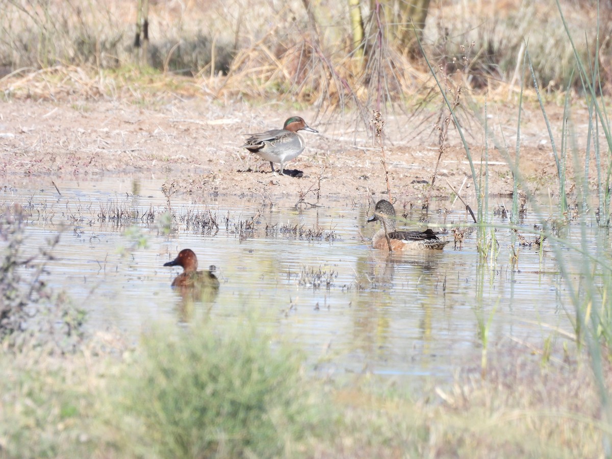 Green-winged Teal - ML649243166