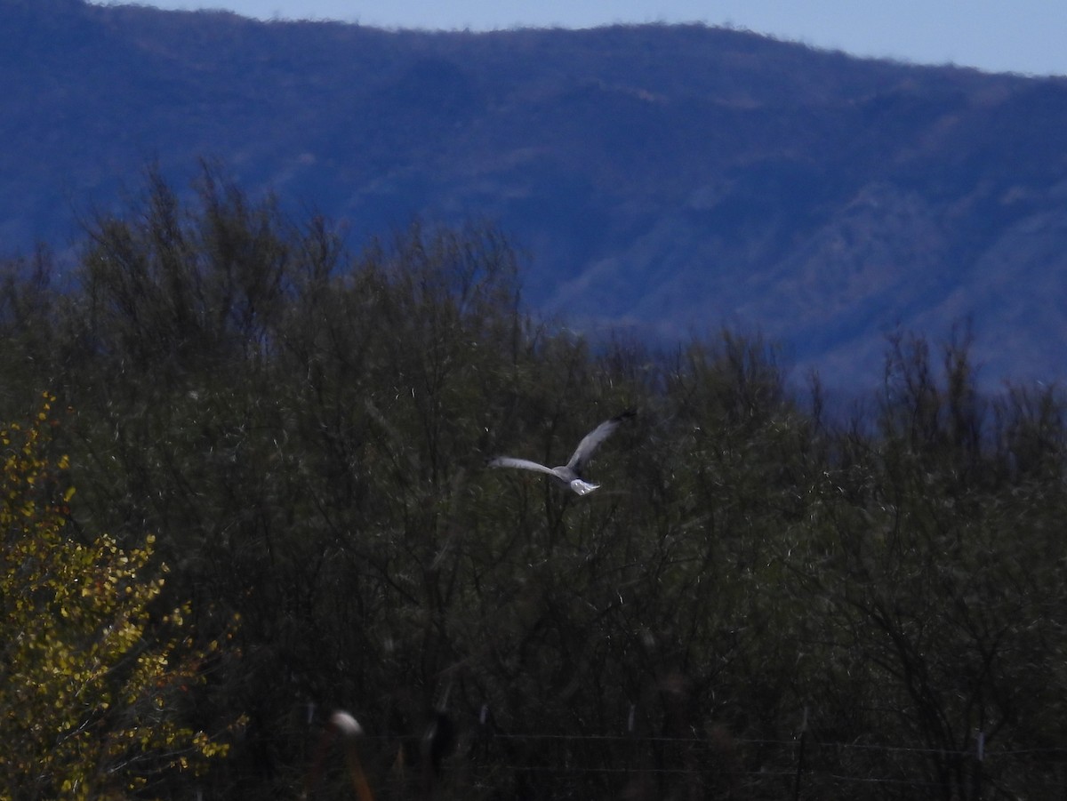 Northern Harrier - ML649243200