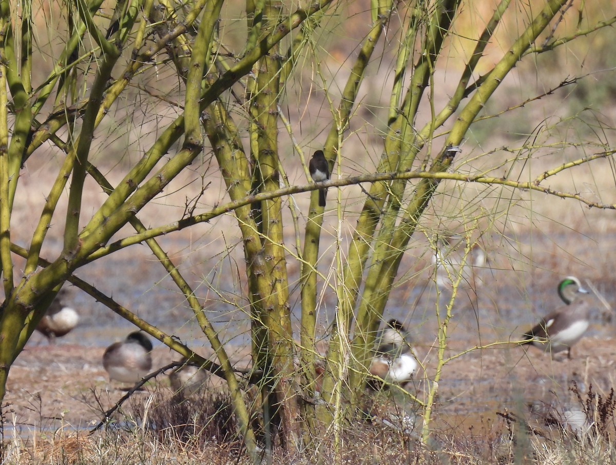 Black Phoebe - ML649243220